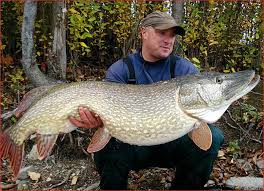 Esox Lucius Worlds Biggest Pikes