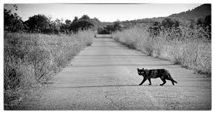 Does Black Cat Really Bring Bad Luck When It Crosses Your Path Newsviewsnetwork