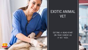 Vaughn has maintained a rich and varied. Exotic Animal Vet Responsibilities And Skills