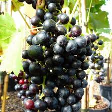 This will aid pollination of the vine flowers and subsequent fruit set. Grape Vine Regent Blue Grapes Outdoor Grape Vines For Sale