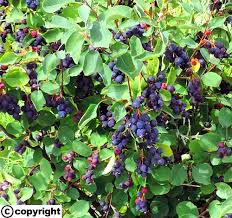 Image result for indiánská borůvka obrázek