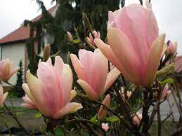 Pin On Magnolia