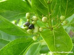 Image result for Premna serratifolia
