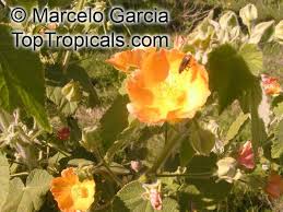 Image result for Abutilon grandiflorum