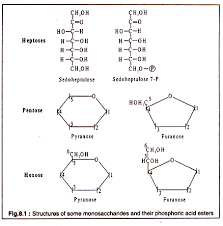 Molecular Structure Of Carbohydrates With Diagram