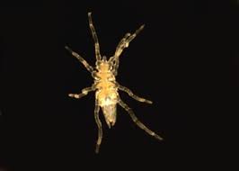 Image result for Pycnosphaera