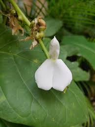 Image result for Canavalia africana