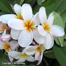 Propagator my flat is probably only. Growing Plumeria From Cuttings Schneor Design And More