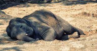 Another reason they sleep for longer is that they don't face predatory danger like an elephant sleeping in the wild. How Long Do Elephants Sleep