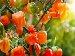 It's the perfect accompaniment to a cold winters day and leaves you feeling warm and very satisfied. Mexican Chillies Guide All The Different Types Gran Luchito