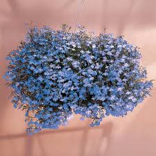 Image result for Lobelia sonderiana