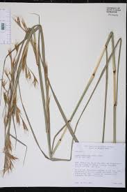 Image result for Hyparrhenia familiaris