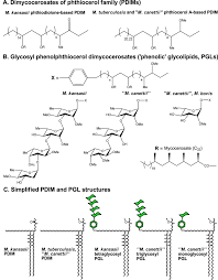 Representative structures of mycocerosate esters of phthiocerols and... |  Download Scientific Diagram