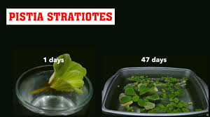 Image result for Pistia