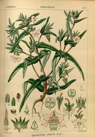 Image result for Trichodesma