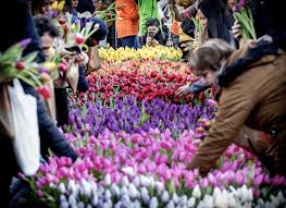 Maybe you would like to learn more about one of these? Dutch Flower Exporter Destroys Millions Of Tulips As Market Collapses Under Covid 19 Cbc Radio