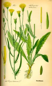 Image result for Crepis