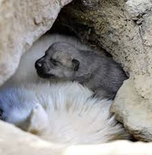 Can You Identify The Tiny New Born Animal Newborn Animals Cute Wild Animals Animals