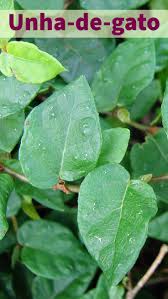 Unha-de-gato – Ficus pumila