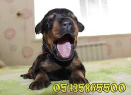 Doberman Satilik King Doberman Yavrulari Doberman Yavru Fiyatlari Safkan King Doberman Ilanlari Icin 05435865500 Bursa Kopek Cenneti Https Doberman Kopek
