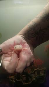 One Of My Lucy Babies In Its New Mommas Hand Axolotl Cute Axolotl Cute Animals