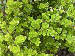 Image result for Myrsine africana