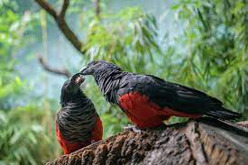 When in flight, pesquet's parrots alternate between rapidly flapping their wings and enjoying short with those critters in mind, perhaps the dracula parrot with its innocent diet of sweet fruit is not so. Prague Zoo Breeds A Rare Pesquet S Parrot Zooborns