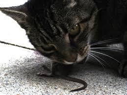 Cats are most likely to eat rats when they are hungry. Pin On Real Smart Combination