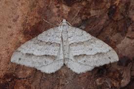 Image result for Mesotype parallelolineata