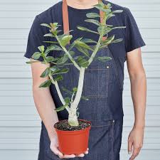 Image result for Adenium