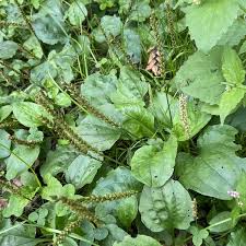 オオバコ 植物図鑑 エバーグリーン