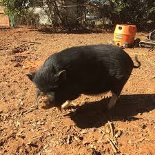 But remember arnold he was a pet on green acres. The Big Myth Why So Many Potbelly Pigs Are Abandoned