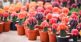 Brighten up a drab corner of your room or office, or make a quick, easy housewarming gift for a friend. Gymnocalycium Mihanovichi Tips For Growing Oriental Moon Cactus