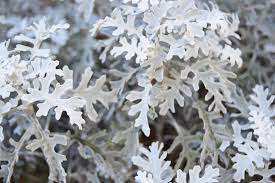 Dusty Miller Plants Add A Silver Glow To Gardens Dusty Miller Late Summer Flowers Plants For Hanging Baskets