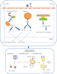 Frontiers Immune Responses To Influenza Virus And Its Correlation To Age And Inherited Factors Microbiology