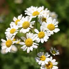 Image result for Matricaria