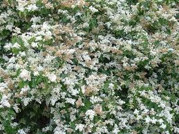 Their blooms may be showy, modest, fragrant or odorless. Chinese Privet Weedbusters