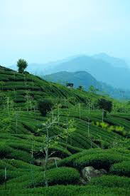Full hd, hdtv, fhd, 1080p. Tea Plantation Pictures Download Free Images On Unsplash