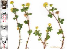 Image result for Trifolium dubium