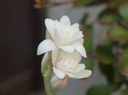 チューベローズの花言葉｜意味や花の特徴、香水の香りとして人気｜🍀GreenSnap（グリーンスナップ）
