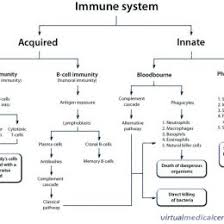 Immune Response Flow Chart Worksheet Unique Immunology
