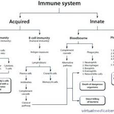 immune response flow chart worksheet unique immunology