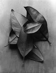 Black And White Still Life Photography A Muted Palette Still Life Photography Black And White Shades Of Black