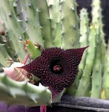 Image result for Huernia