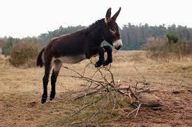 The donkey makes a number of appearances in the christian bible. 10 Surprising Facts About Donkeys