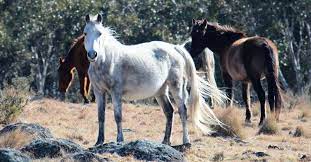 If the visitors wanted to go top of. All About The Brumby Australia S Controversial Feral Horse