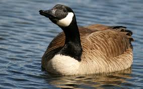 Discover more posts about ganso. How To Say Goose In Spanish What Is The Meaning Of Ganso Ouino