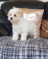 Two beautiful maltese puppies for sale. Maltipoo Puppies For Sale Atlanta Ga 295186 Petzlover