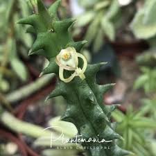 Image result for Tridentea marientalensis