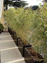 Discover the 10 different types of bamboo you can use in a variety of places such as your yard, gardens, decks, patios and indoors. Bamboo Garden Ideas Backyards 34 Bamboo Garden Rooftop Garden Garden Screening